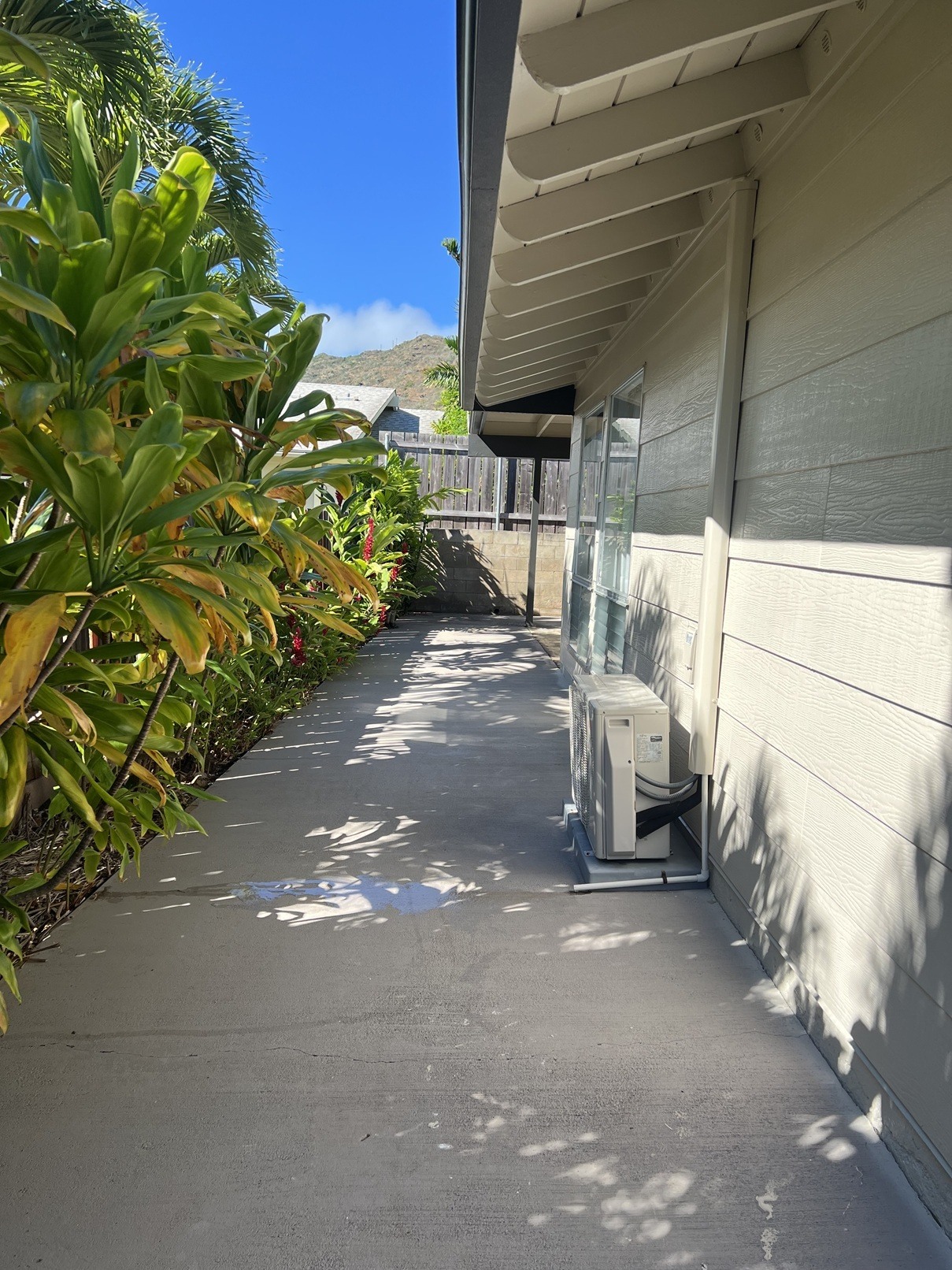 A concrete pathway with a wall on one side and a green plant on the other.